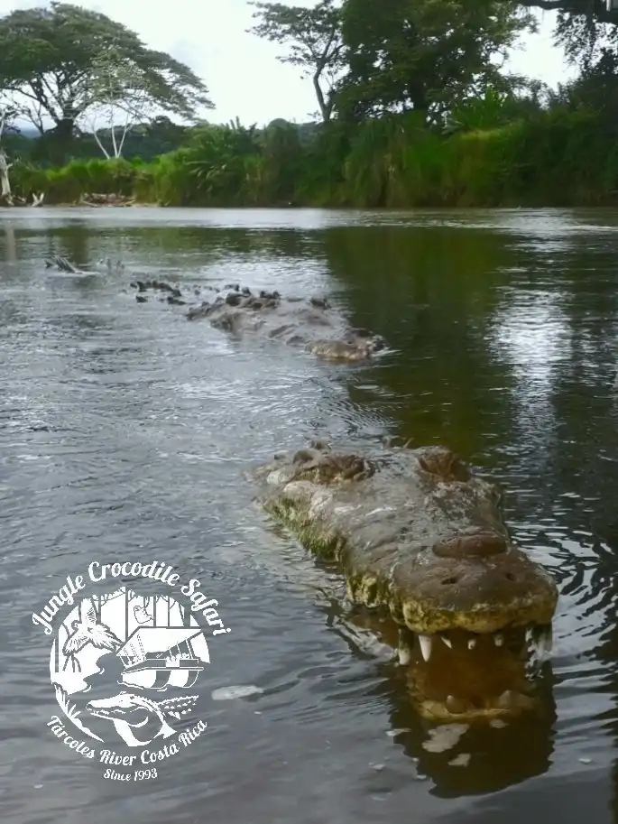 5_Jungle Crocodile Safari & Bird Watching Tour/ Tarcoles River CR