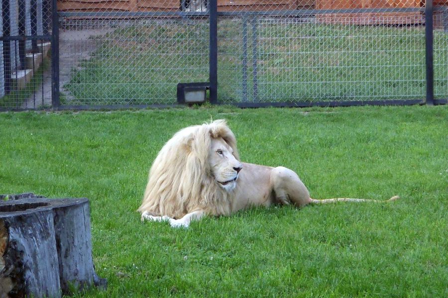 ZOO Safari Borysew