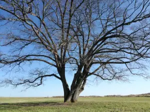 Harunire Tree