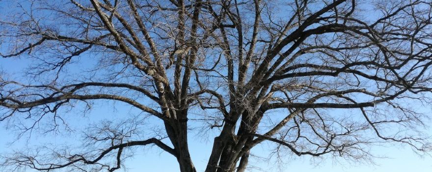 Harunire Tree