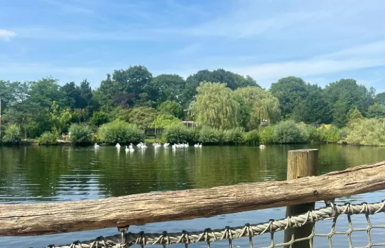 萊茵河畔阿爾芬