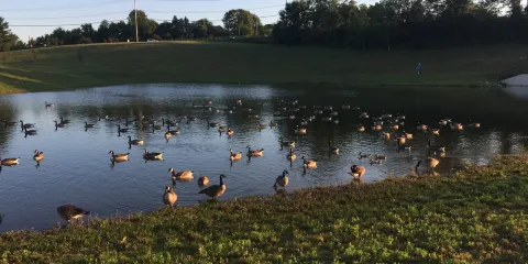 Westminster Community Pond