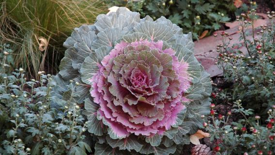 Jardin des Plantes