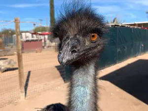Ghost Ranch Exotics and Funny Foot Farm