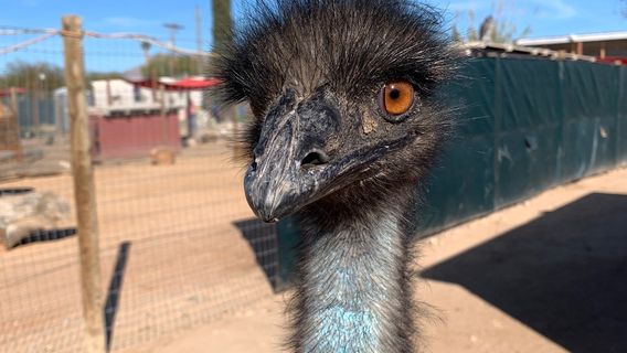 Ghost Ranch Exotics and Funny Foot Farm