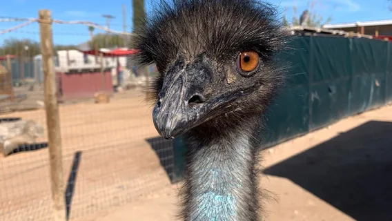 Ghost Ranch Exotics and Funny Foot Farm