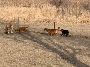 Elm Creek Park Reserve - Dog Off-leash Area