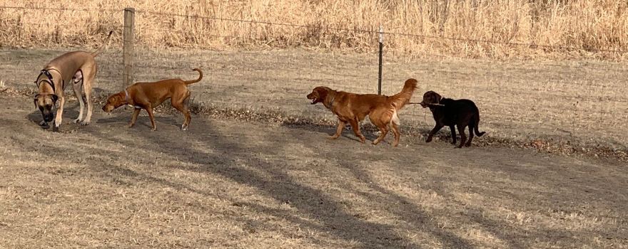 Elm Creek Park Reserve - Dog Off-leash Area