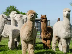 Alpacafarm Vorstenbosch - Alpaca boerderij