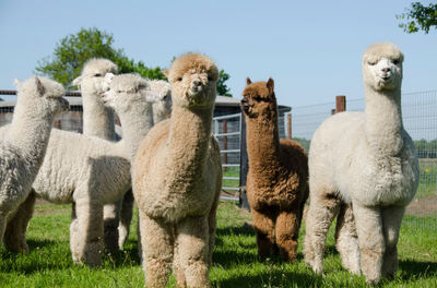 Alpacafarm Vorstenbosch - Alpaca boerderij