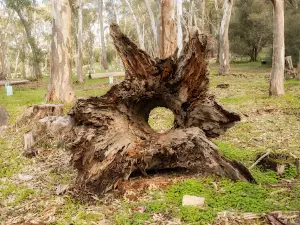 Bundaleer Forest Reserve