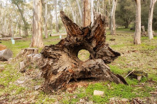 Bundaleer Forest Reserve