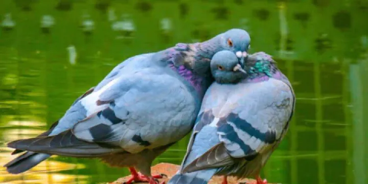 Southgate/Old Mill Park