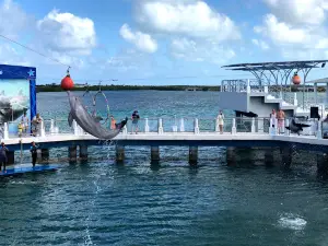 Acuario Delfinario Cayo Santa Maria