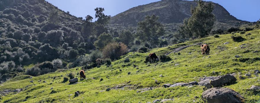 Ouled khelif