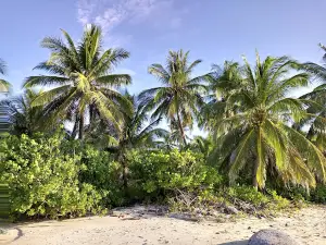 Pantai Siangau Pala Teluk Limau