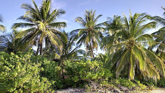 Pantai Siangau Pala Teluk Limau