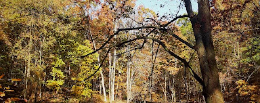 Ropchan Memorial - ACRES Land Trust