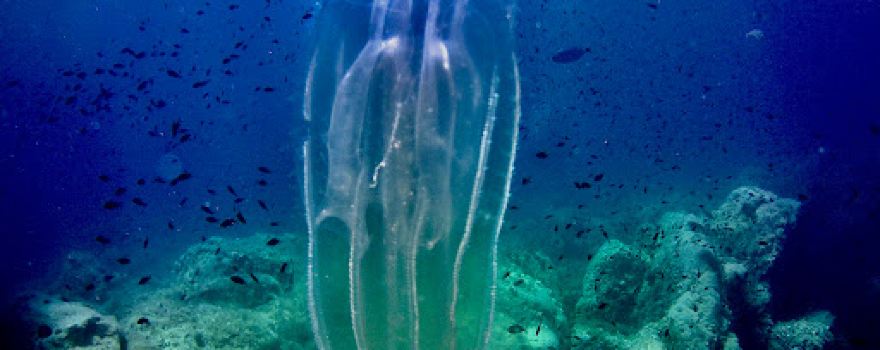 Diving in Elba