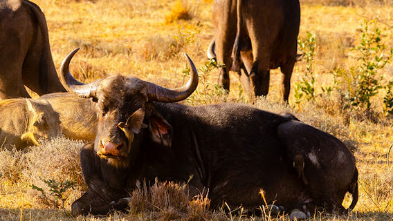 Phinda Private Game Reserve