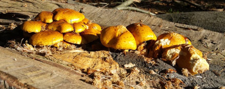 Leurse Bos