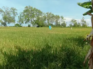 Randang Desa Nanga mbaur