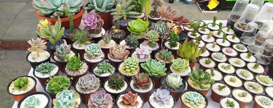 Vivero K’eex
