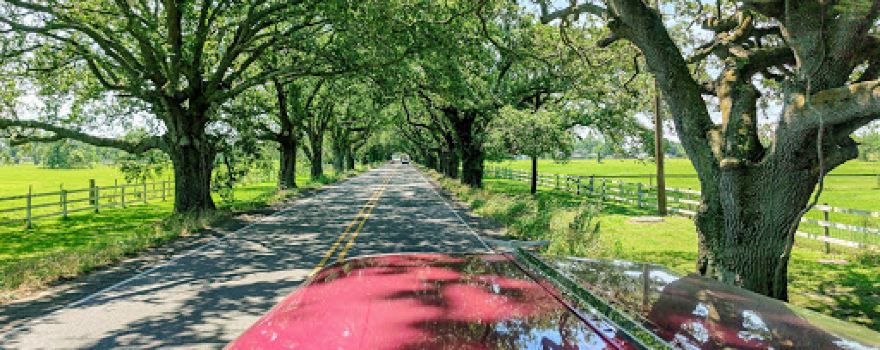 St. Bernard Highway Tunnel of Trees