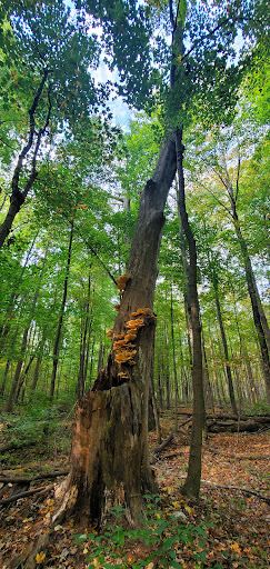 Pine Hill Park - Crall Woods