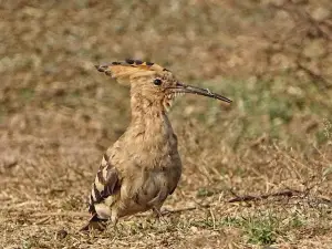 Jagadeeshprasd yalamanchili