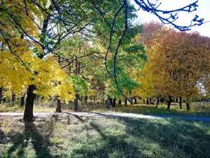 Тролей "SkyPark"