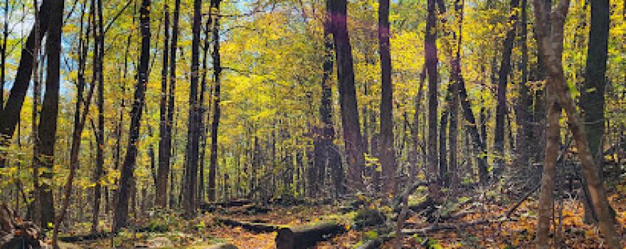 Baxter's Hollow