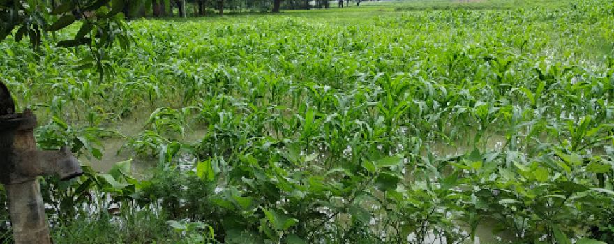 Ayush Singh Patel Mango Garden
