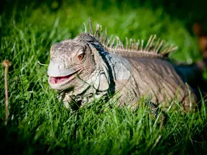 Point Defiance Zoo & Aquarium