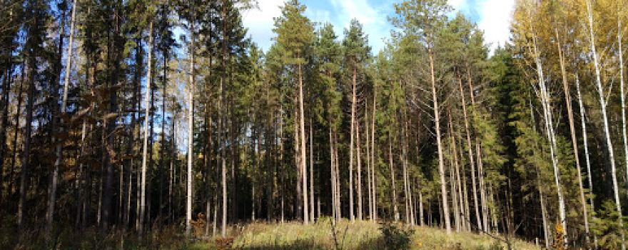 Zona Otdykha "Lesnaya Skazka"