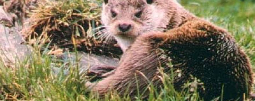 International Otter Survival Fund (IOSF)