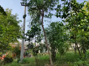 Sawaliya Dham