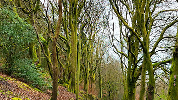 Tirpentwys Mountain Bike Trails