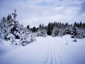 Smraďoch