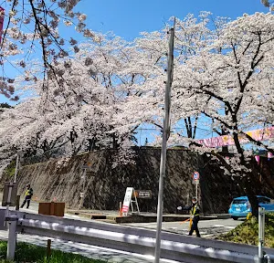 赤城南面千本桜
