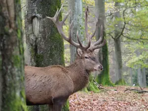 Wildfreigehege Wildenburg