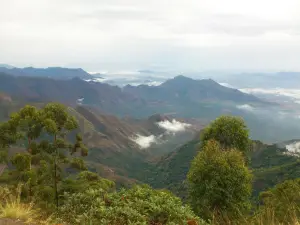 Dolphin Nose