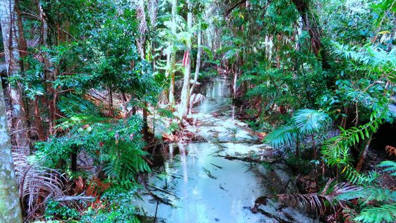 Central Station Rainforest