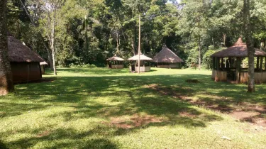 Kakamega forest