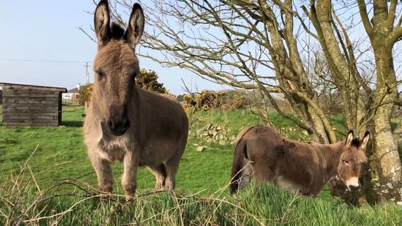 Copper Coast Mini Farm