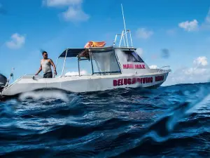 Beluga Diving