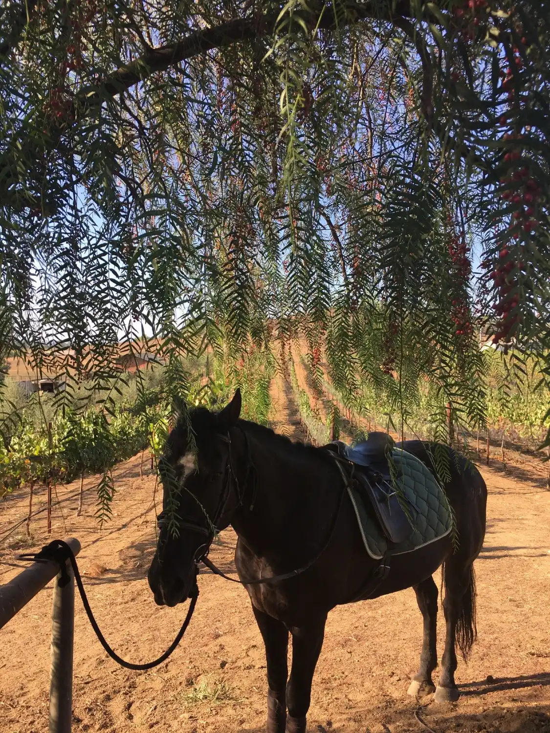 Hotels near chuparosa VINEYARDS