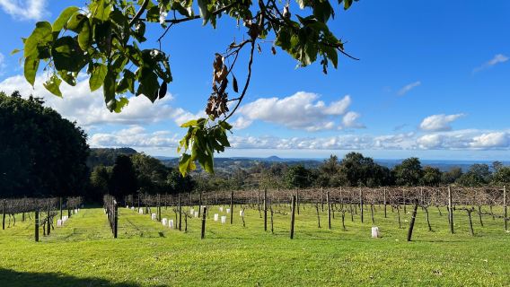 Flame Hill Vineyard