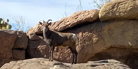 Tucson Desert Art Museum