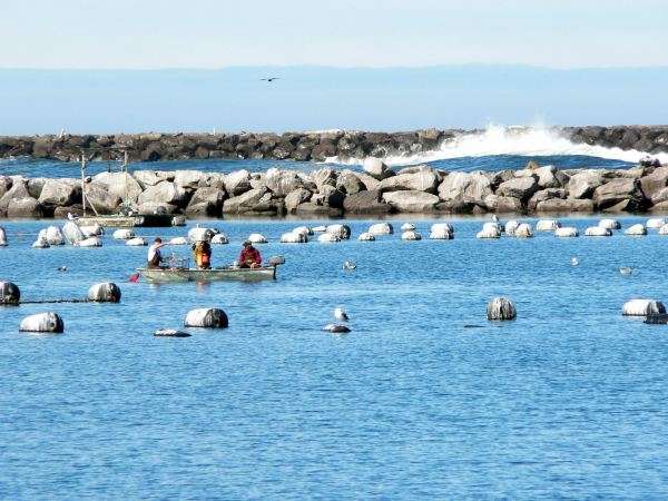 Umpqua Triangle Oysters